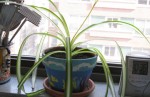 kitchen plant