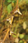 soybean (USDA image, WC)
