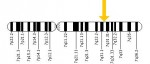 CFTR chromosome gene nlm image CFTR chromosome gene nlm image