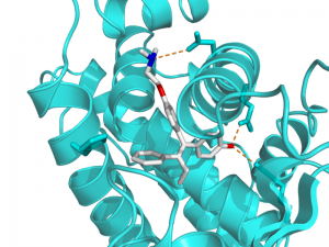 tamoxifen binding an ER receptor (Wikimedia Commons)