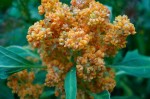 A Nutritional Tidbit, on Quinoa